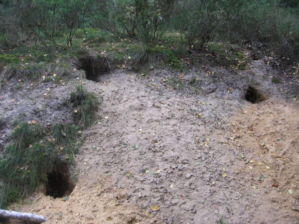 Tu lis ma norę - w Borach Stobrawskich