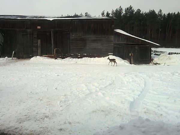 Na gospodarskiej zagrodzie niecodzienny gość