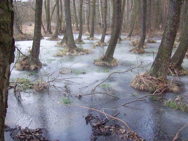 Bagna zimą obok żródełka.