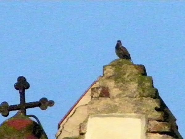 słabo widoczny Szpak na czubku dachu kościelnego