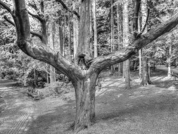 zdjecie Szczawno-Zdrój