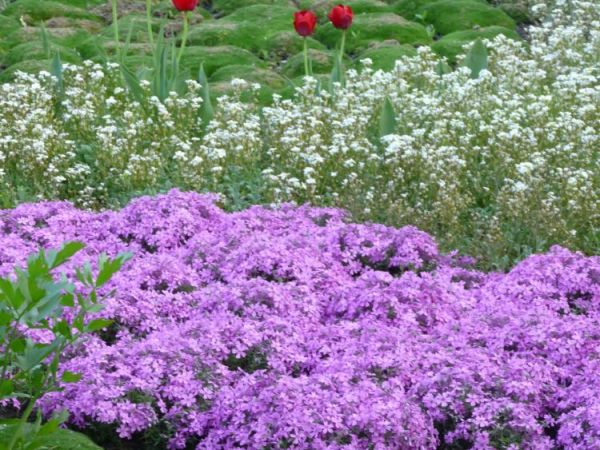 Zabrze - ogród botaniczny