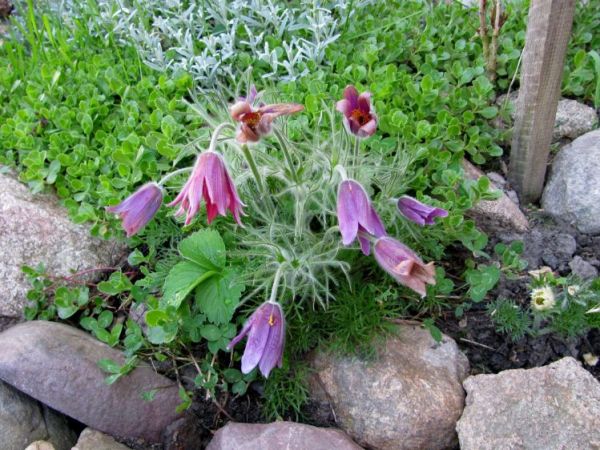 zdjecie Polubicze Wiejskie Pierwsze