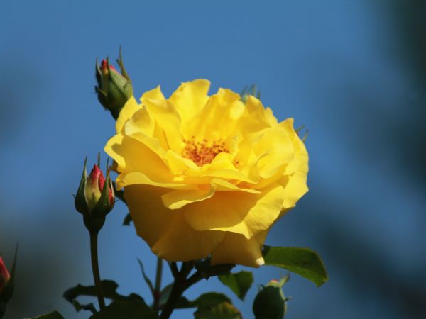 Łopienno, w ogrodzie.