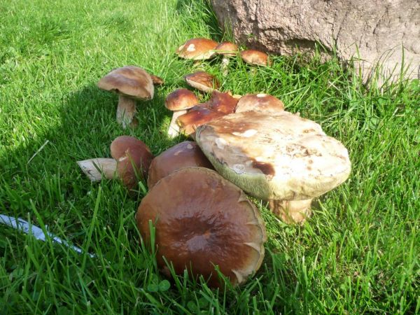 Oprócz przezroczystej wody w jeziorach, lasów i mchów są i takie grzyby