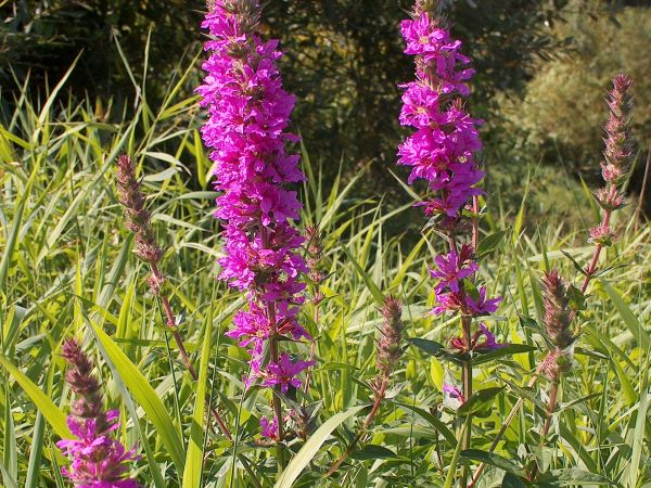 wiosna takie kwiatki ciesza oczy na lakach Strojcowa