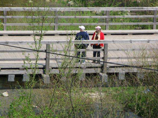 wiosna w pełni, ryby na tarło podążają - my za niedźwiedzicą zaglądamy, no bo - historia dalej w galerii opisana - "świeża" !