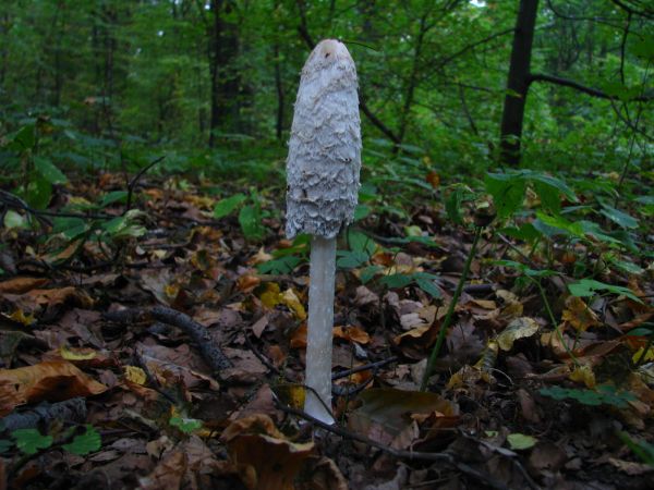 Będzin/ Grodziec/ Las Grodziecki