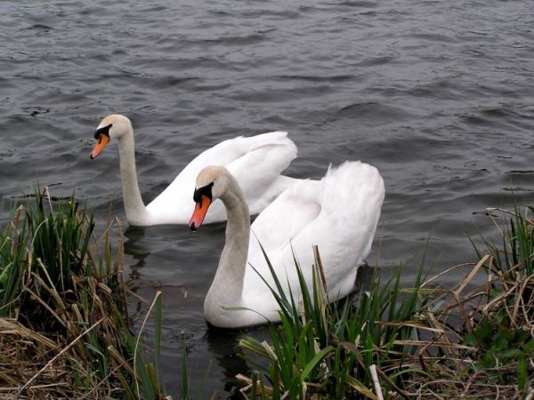 zdjecie Kończyce Małe