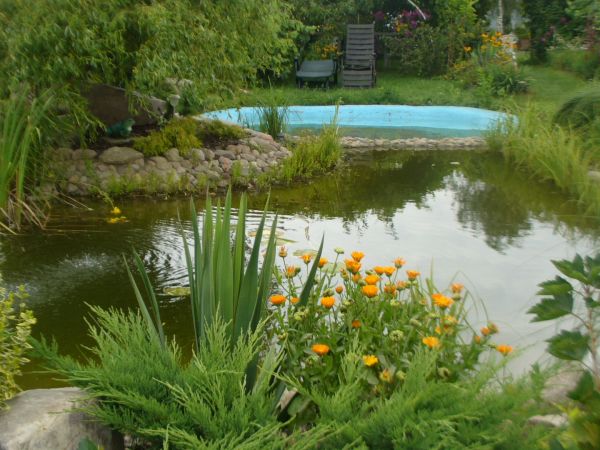 zdjecie Krzydłowiczki