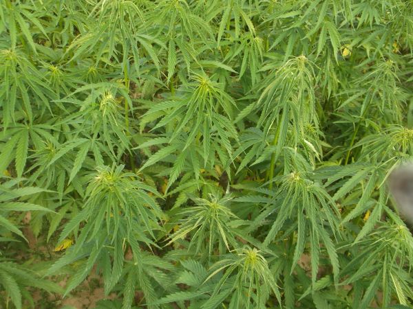 legalna plantacja konopi włóknistych, bez substancji psychoaktywnych THC 0%. można zobaczyć w gospodarstwie agroturystycznym Cudne Manowce.