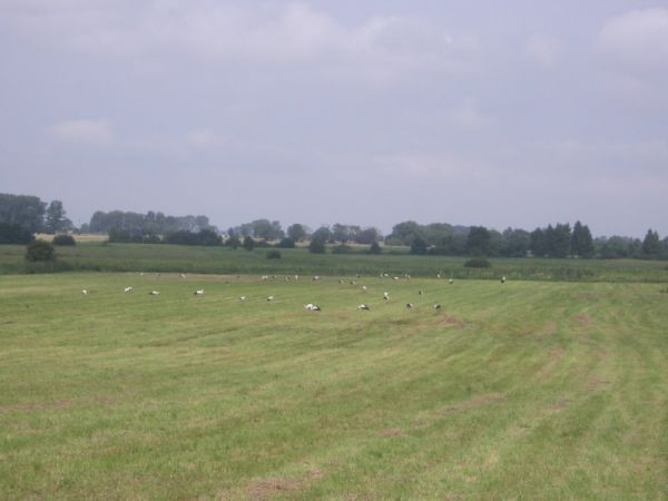 Zlot bocianow w Droblinie