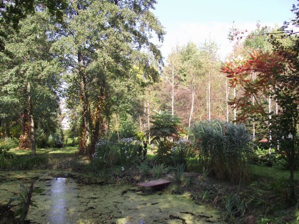 ubogacona roślinnością wodną i szuwarową : tafla i linia brzegowa stawu.Tam biały kwiat żabieńca babki wodnej i drobniutkie białawe kwiatki rzęśli wiosennej, kt