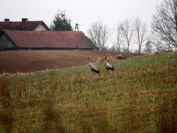 Żurawie w Labuszewie.