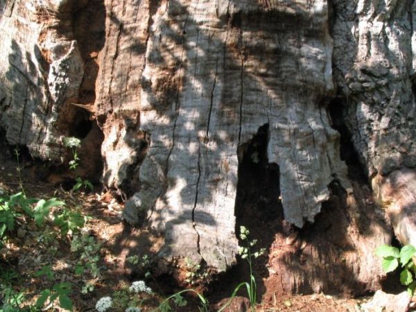 Najstarsz, niestety martwy dąb na Mazurach.