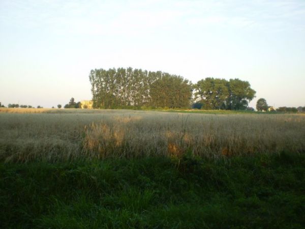 Wschód słońca nad łanem zboża