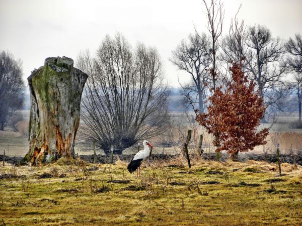Zdjęcie wykonano dnia29-03-2011r