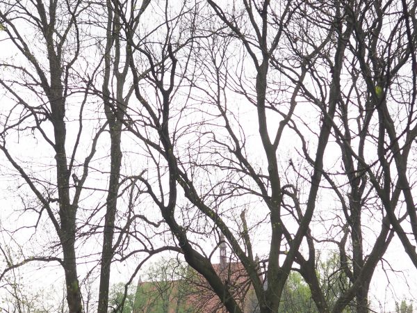 na drzewach w parku otaczającym zamek - tysiące gawronich gniazd, czarne ptaki całą okolicę napełniają głośnym krakaniem, n/z widoczny od zamku kościół pw.  św.