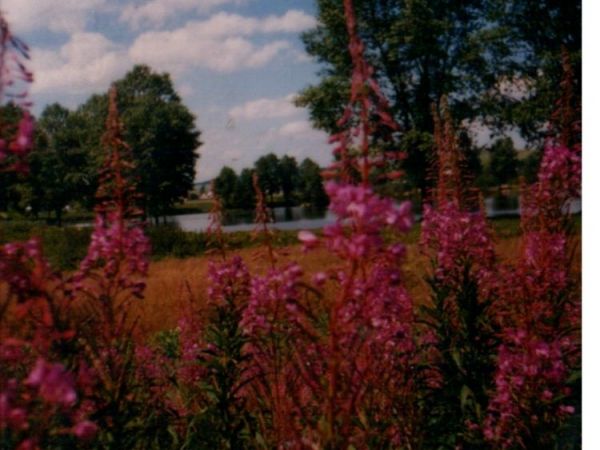 Wierzbówka kiprzyca