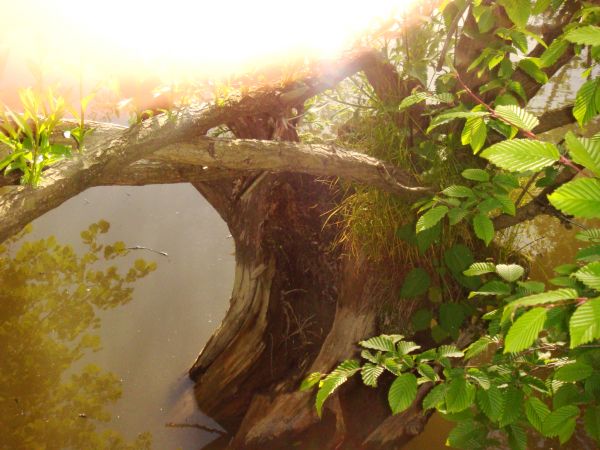 - latem nad zakolem rzeczki