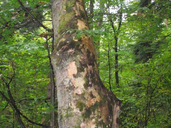 cerhlenie - a wtedy to: celowe uszkadzanie drzewa, polega na zdzieraniu kory z pnia - tak okaleczone drzewo zaczynało chorować i rychło usychało, co prowadziło