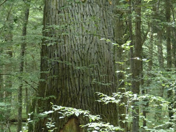 zdjecie Białowieża