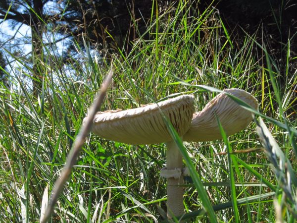 Dorodne kanie, w mieście, na polanie