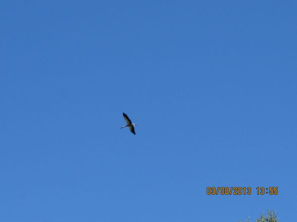 bociek nad Gałajnami