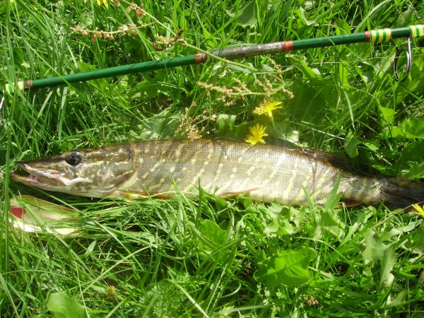 W czystej i pachnącej wodzie Liwca złowić można taaaaakie ryby
