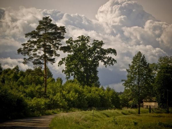 To  zdięcie też  przedstawia grochowe