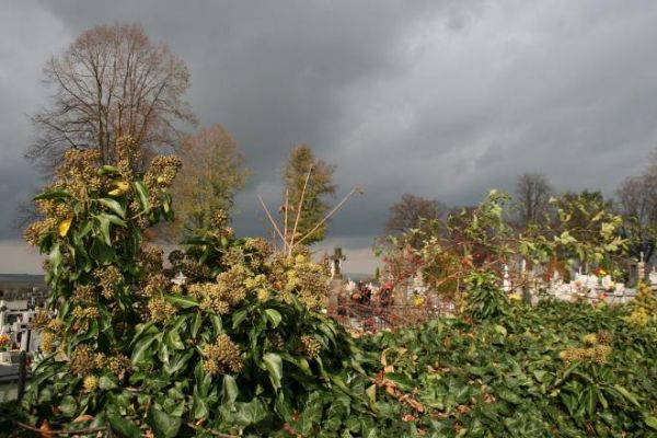Na murach cmentarnych bluszcz porasta, pnie się - podobnie jak inne wiecznie zielone rośliny bluszcz symbolizował niezniszczalne życie. - Tu za murami kwatera p