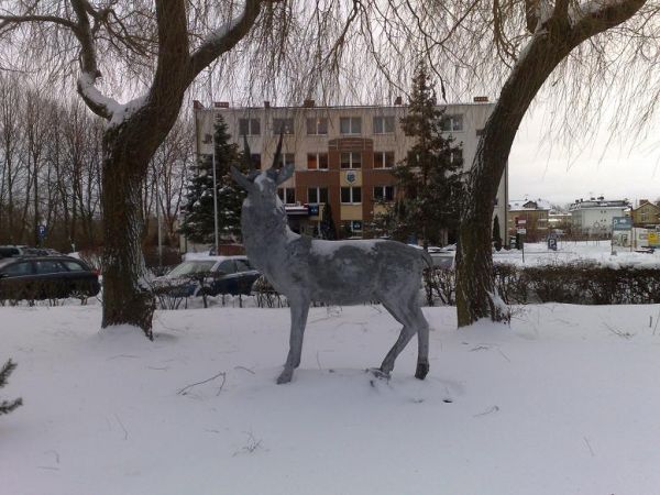 Jelonek
