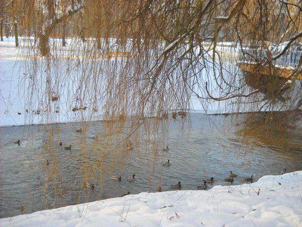 zdjecie Sosnowiec