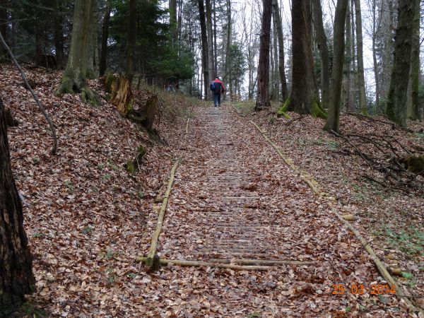 dylowanka - trakt z okrąglaków / fragment "Ścieżki przyrodniczo-edukacyjnej".
