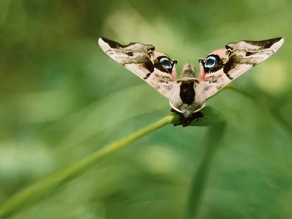 Nastrosz półpawik - Nowosiółki - Fauna