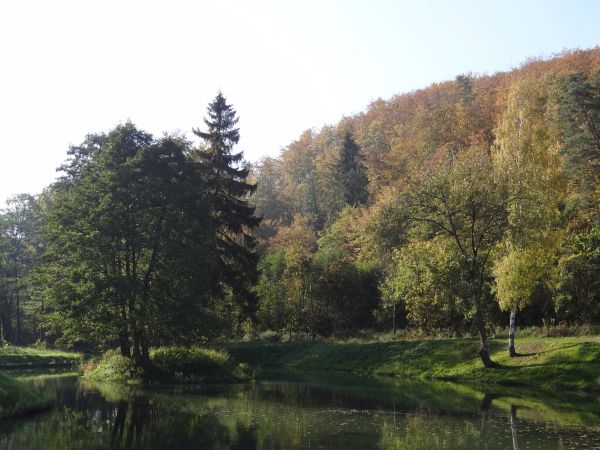 Stawek przy Dworze Oliwskim