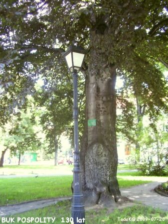 Przy murach jest promenada i park z wieloma okazami pomników przyrody.