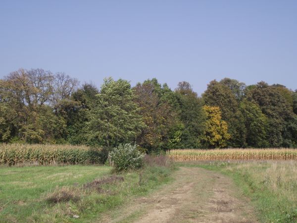 droga - niemal historyczny trakt / gościniec, to tędy do dworu Gniewoszów w Nowosielcach, Wiktorów w Zarszynie czy Laskowskich w Bażanówce - a ta kępa - wieniec
