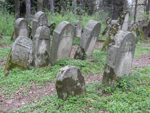 Pośród drzew znajduje się ok. 2000 kamiennych nagrobków, o wysokiej wartości artystycznej i historycznej, pochodzących z XVI - XIXw.  /...Gdzie starzy Żydzi w s