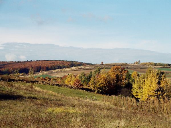 zdjecie Węgierka