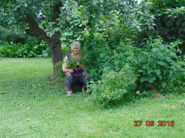 W malinowym chruśniaku