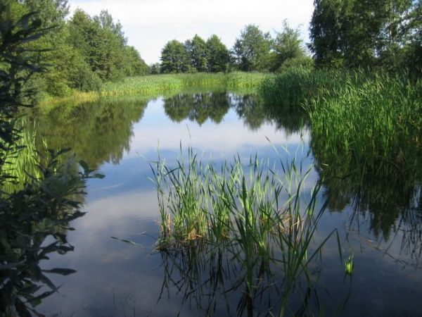Staw ,,szczeponowe" w Dąbrówkach Breńskich