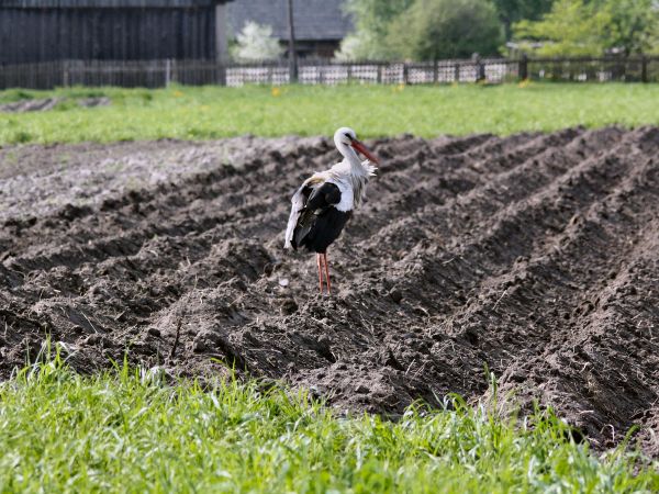 zdjecie Tyniewicze Duże