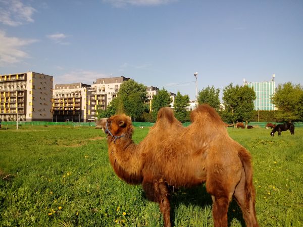 W Krakowie wielbłądy i konie spotkać można na os.Albertyńskim.