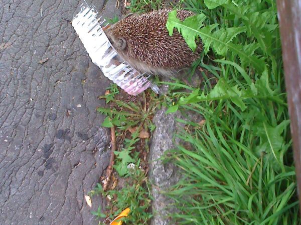 Prochy młody jeż przyszedł tez posmakować loda z pojemniczka