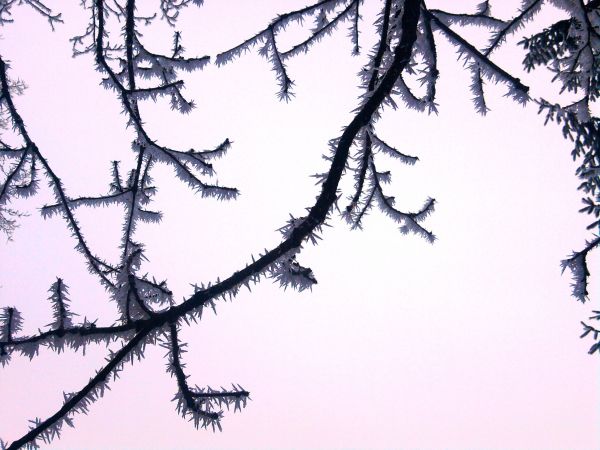 Mroźne dzieło w lesie