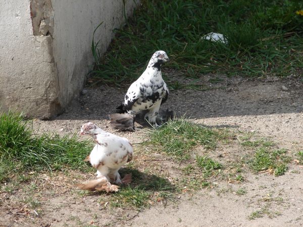 Pyrzyce - osrajmury miejskie