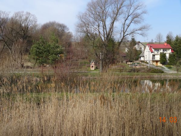 przekwitły ostatnie wiechy trzciny, cały gąszcz przybrzeżnych szuwarów staje się coraz bardziej płowy a tu sitowie, trzciniska - przy stawach poniżej zespołu dw