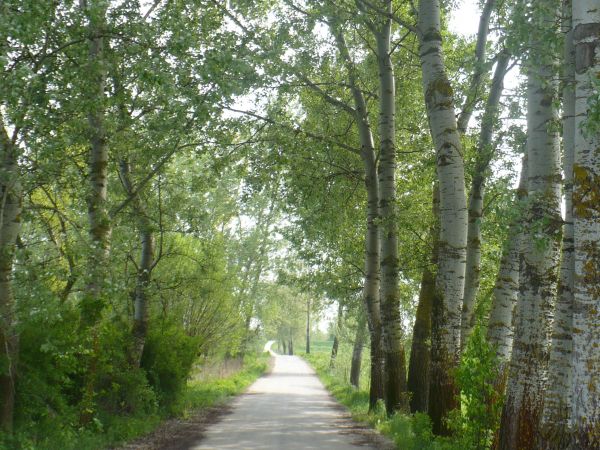 Kto wie gdzie znajduje się ta  nostalgiczna  aleja  z topolami  ?  ( topola drżąca ,osika (Populus tremula - łac.) Drzewa jakby czekały na wędrowca i już zawcza