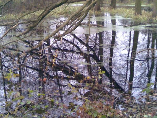 Prawdopodobnie dawno czyszczono tą rzeczkę i poprowadzono jej bieg nieco w lewo. Obok niej powstał więc mały wał, a w miejscu starego biegu stworzyły się liczne